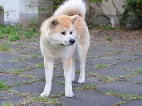 am 06.05.2022 sind meiner Hündin 4 gesunde Welpen