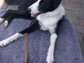 Dorie, Liebe,9 Monate junge Hündin (Kurzhaar)