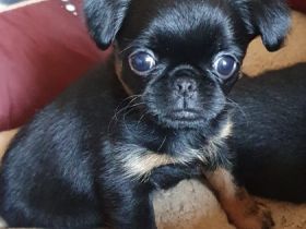 Griffon Bruxellois, Welpen