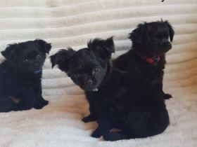 Unsere wunderschöne Welpen kamen am 01. März 2022 auf