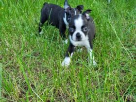 Unsere Hündin hat 8 bunte Welpen bekommen 2 Weibchen 6