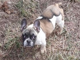 Hallo wir Verkaufen unsere Hobbyzucht an Liebhaber