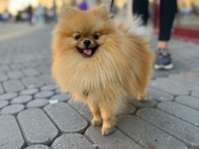 Coco, Verkaufe einen wunderschönen Zwergspitz (Männchen