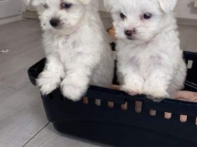 Hallo zusammen, wunderschöne und gesunde Malteserwelpen