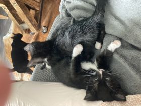 Unsere Mila bengal melanistic Katze hat am 18.3.22 4