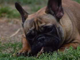 Golden Mary, Diese hübsche Maus, mit ruhigem Charakter,