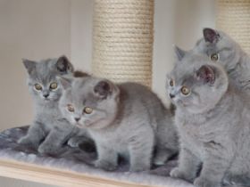 Am 01.03.2022 hat meine BKH Katze wunderschöne