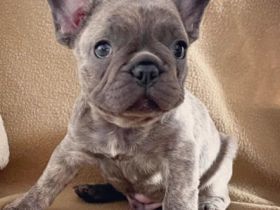 Aus erstklassiger Verpaarung durften wir am 19.03.22 3