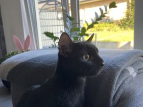 Bailey, Guten Tag, schweren Herzens bieten wir hier