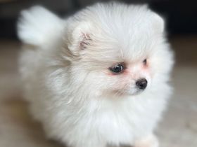 Schön Zwergspitz Welpen