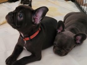 2 Franzosen aus dem Wurf suchen ab sofort ihre