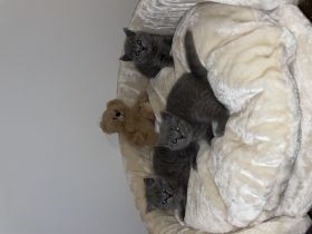 Hallo zusammen, Wir verkaufen unsere 3 Mädels. Wir