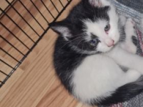 Ich suche noch eine tolle Familie mein Bruder und