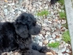 Hallo meine Goldenretriever Hündin hat am 18.03.2022 11