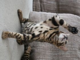 Hallo, Wor kleine süße reinrassige Kätzchen suchen ab