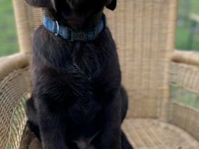 Unsere Labrador-Hündin Chocko Zinderella hat am 18.