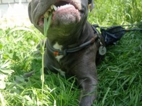 Charly, Müssen Aufgrund der Allergie meines Kindes uns