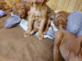 Wir der Zwinger vom Blauen Berg züchten diese edle