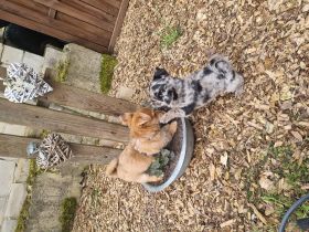 Huhuuu wir sind 2 Zwergpincher Yorki- Chihuahua Japan