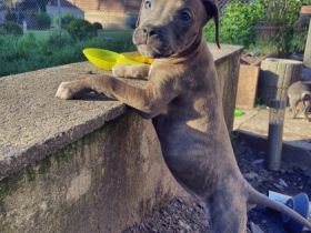 Unsere American Bully Welpen suchen ein Zuhause ! Am 6