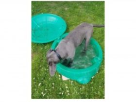 Ronja, Cane Corso Italiano