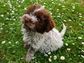 Hallo liebe(r) Lagotto Freund(e), Ich bin MAX (m) und