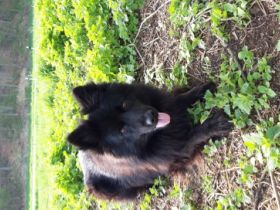 5 Altdeutsche Schwarze suchen ab Ende Mai ein neues