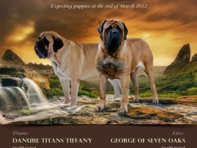 Unsere Mastiff Welpen dürfen ab dem 01. Juni in ihr