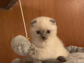 Hallo liebe Katzenliebhaber! Meine Mietze hat am 18.03