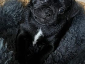 Hallo "Es ist soweit, dass die 4 Rüden in ein neues