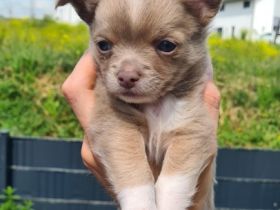 Unsere wunderschönen Babys sind da!! Unsere hübsche