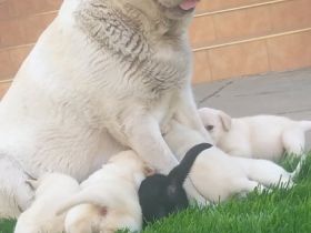 Unsere Hunde sind die große Leiden­schaft der ganzen