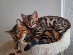 Aus einer traumhaften Verpaarung sind aus unserem