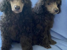 2 Silber-Schwarze Rüden (Zwerg-Pudel) Welpen suchen ein