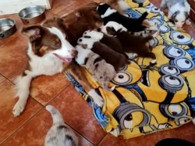 Am 21.04.22 hat unsere Hündin Rosa 9 wundervolle Welpen