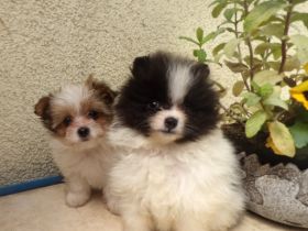 Drei kleine Zwergspitzkinder, 10 Wochen, mehrfach