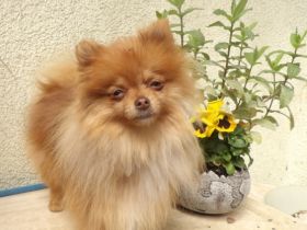 Biirdy, Birdy, ein sdehr kleines Mädchen, 19 cm, 1.800