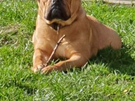 Continental Bulldoggen "Von der Verings Mühle"