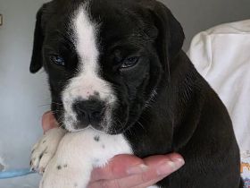 Continental Bulldoggen "Von der Verings Mühle"