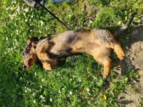 Buba und Bony, 2 Rauhaardackel Mädels suchen ein neues