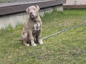American Bulldog, Welpen
