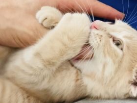 Milosch, Hier möchte ich einen ganz besonderen Kater