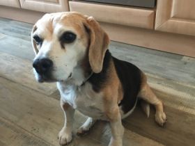 Biete Hundebetreuung