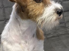 Wir planen für Frühling 2026 wieder einen Wurf Jack