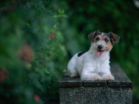 Wir planen für Frühling 2026 wieder einen Wurf Jack