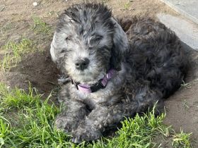 In der Bedlington-Terrier Hobbyzucht *Stars of Bavaria*