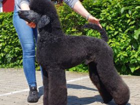 Fantastic Phantoms ( FCI ) Incredible Conner