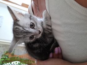 Wir drei Katzenbabys suchen noch ein liebevolles