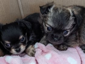 Wir verkaufen zwei süße kleine Chihuahua Welpen. Beide