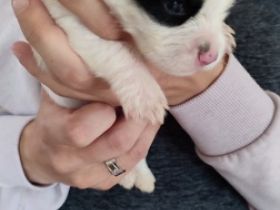 Wir haben Nachwuchs, von 6 kleinen Shitzu-Mix Welpen...